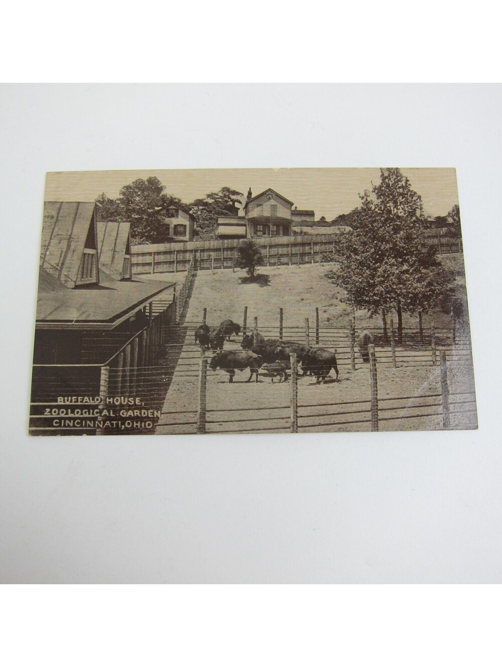 Postcard Cincinnati Ohio Zoo Buffalo House Garden Photo Antique Litho UNPOSTED